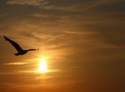 Прогноз погоды в Украине на 31 июля: солнечно и жарко