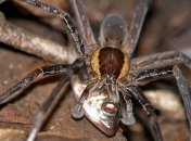 Открыт новый вид пауков