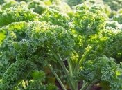 Капуста Кале: ТОП 5 полезных свойств кудрявой капусты