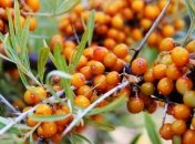 Польза и вред облепихового масла