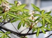 Каштаны в центре Киева стоили почти 3 млн грн