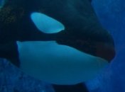 Ученые: Косатки не могут общаться из-за шума кораблей  