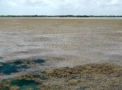 В Атлантике обнаружили "великий саргассовый пояс"