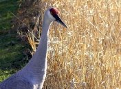 В заповеднике на Херсонщине из-за небрежности фермеров массово гибнут краснокнижные птицы