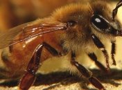Экологи: пчелы-убийцы продолжают распространяться по Калифорнии