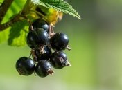 Кладезь витаминов и полезных веществ: на какую ягоду следует налегать летом