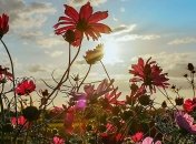 Літо триває: в Україні буде комфортна тепла погода, без дощів