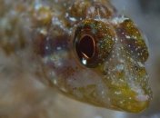 Хищные рыбки оказались способны подсвечивать себе в темноте (Видео)