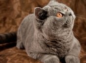 Парламент Шотландии отказался заводить кота