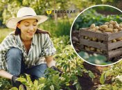 Простий лайфхак, як збільшити врожайність картоплі