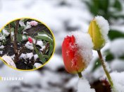 Тюльпаны накрыло "белое одеяло"