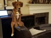 Смешные животные, которые подарят вам улыбку