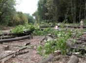 Экологи рассказали о незаконной вырубке леса в украинских заповедниках