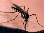 Из-за дождливой погоды немцам грозит нашествие комаров