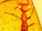 В древнем янтаре археологи из США обнаружили уникальную находку