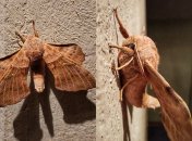 Редкая находка