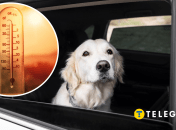 Четвероногие друзья