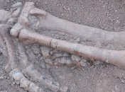 В Китае обнаружили окаменелости двух динозавров 