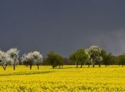 Погода в Украине 6 мая: похолодание, без осадков