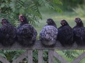 Качка: Ограничения на поставки мяса птицы в ЕС сняты 