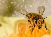 Пчелы задержали начало футбольного матча в Бразилии (Видео)