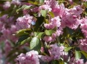 Прогноз погоды на 29 апреля в Украине: тепло и сухо