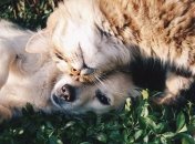 Ученые выяснили, какое домашнее животное считается лучшим антидепрессантом