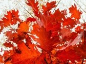 Прогноз погоды в Украине на 25 октября: в некоторых регионах - дожди