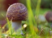 В Харьковской области 5 человек отравились грибами