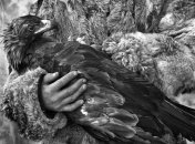 Уходящие традиции: казахское искусство охоты с золотыми орлами (Фото)