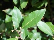 Лавровый лист привлекает удачу