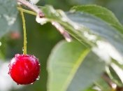 Прогноз погоды на 9 июня: жару до +30° сменят дожди с грозами