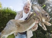 Новый скандал с United: во время перелета погиб гигантский кролик