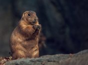 Этот праздник один из самых популярных в США