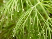 Петрушка и укроп - полезны!