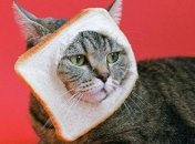 Тормознутые, эволюционирующие и явно под валерьянкой: самые юморные картинки и мемы с котами для поднятия настроения за неделю (фото, видео)