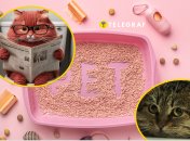 Как должна быть расположена туалетная зона для кошки