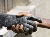 Анатомия руки человека примитивние, чем у многих обезьян