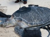 Открытие необычной гонки черепах произошло во Флориде