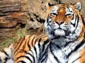 За 40 лет на Земле стало в 2 раза меньше диких животных