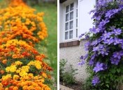 Эти цветы точно украсят вашу клумбу