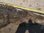 Из озера Арабатской Стрелки выловили почти двухметрового крокодила: отдыхающие не верят (фото)