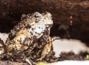 Почему замороженные лягушки возвращаются к жизни? (Видео)