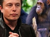 Компания Илона Маска чипировала обезьяну: теперь она может играть в видеоигры