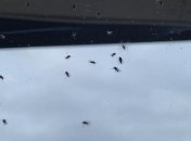 Як ефективно позбутися мошок