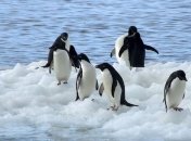 Температура в Антарктиде упала до рекордного уровня 