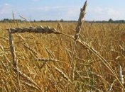 Украина поставила новый рекорд аграрного экспорта