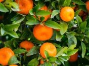 Аллергия на цитрусовые: как распознать и лечить