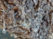 Открылся необычный музей, посвященный смоле