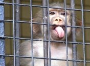 У Киевского зоопарка появился новый познавательный сайт (ФОТО)